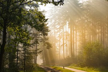 Sentier à travers une forêt de hêtres et de pins lors d'une matinée d'automne brumeuse où la lumière sur Sjoerd van der Wal Photographie