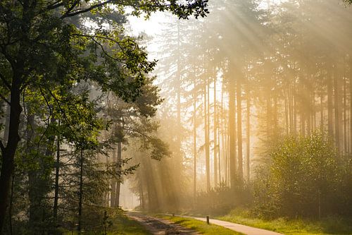 Pad door een beuken- en dennenbos tijdens een mistige herfstochtend met zonlicht door de bladeren