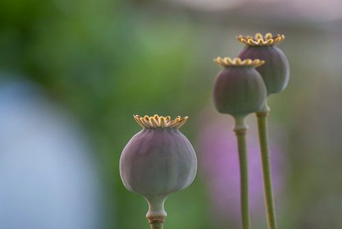 Zaaddozen van de papaver
