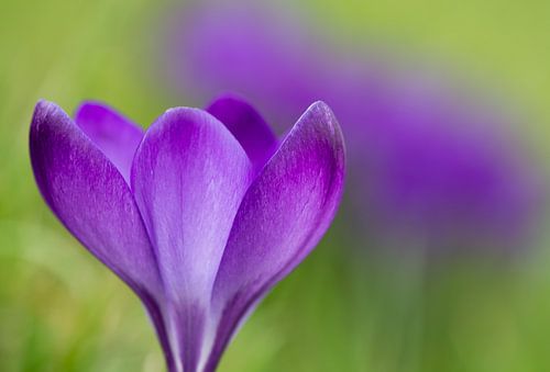 crocus