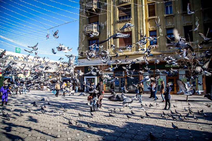 Tauben auf dem Platz von Julian Buijzen