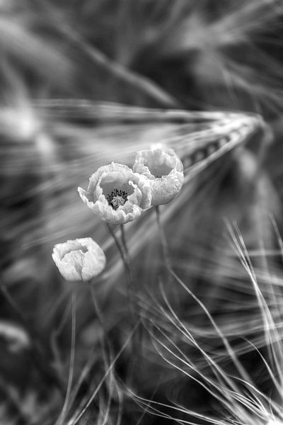 Mohn in Kornfeld in schwarz-weiß von Manfred Voss, Schwarz-weiss Fotografie