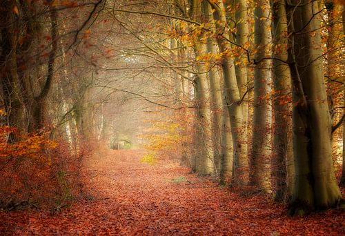 Magisch herfstlandschap op Landgoed de Vossenberg
