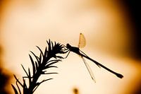 Zonsondergang libelle