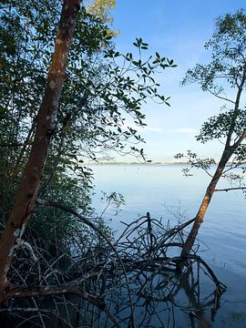mangrove rivier van Barbara Mac Intosch