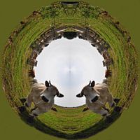 Cows in a round. Blonde d'aquitaine. Green.