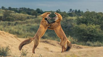 dancing foxes by Arjen Kommer