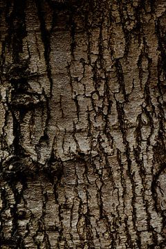 Raw tree trunk by Jolijn Gommans