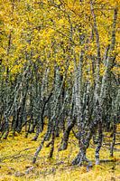 Arbres d'automne fantaisistes