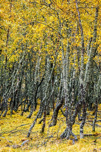 Whimsical autumn trees