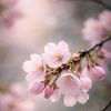 Cherry blossoms in the morning light – an atmospheric spring scene by Christina Bauer Photos