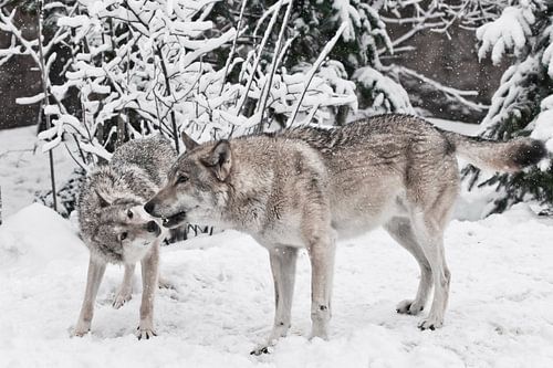 Wolves male and female play during mating in a snowy winter forest in snowfall.