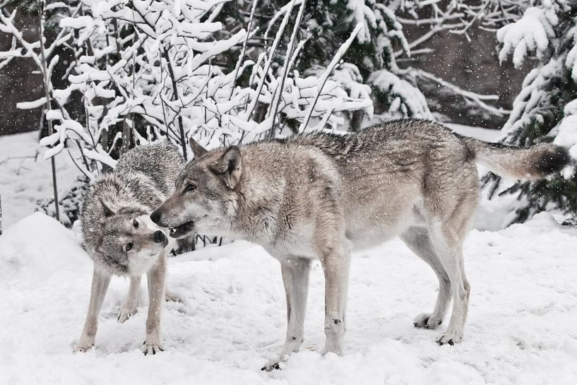 Wolven mannetjes en vrouwtjes spelen tijdens de paring in een besneeuwd winterbos bij sneeuwval. van Michael Semenov