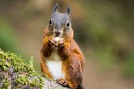 Eichhörnchen van Alena Holtz thumbnail