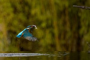 Eisvogel im Flug.
