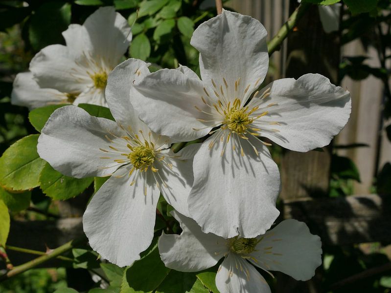 Weiße Clematis von Wim vd Neut