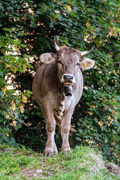 Douce vache dans le pays d'Appenzell sur Leo Schindzielorz