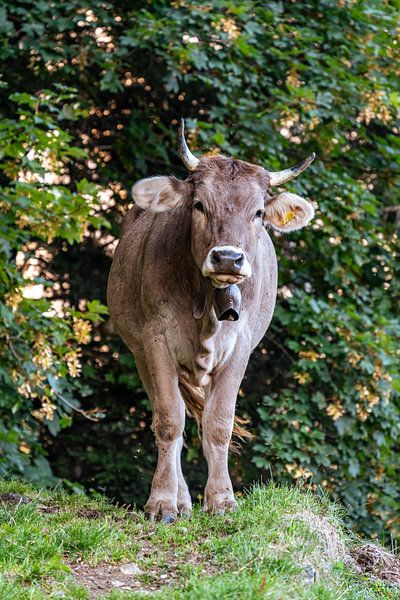 Sweet cow in the Appenzell region by Leo Schindzielorz