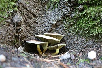 Paddenstoel3