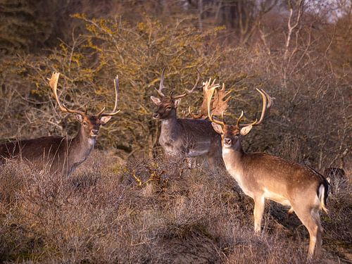 Oog in oog met de damherten