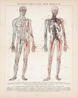 Anatomie. Menschliche Blutgefäße