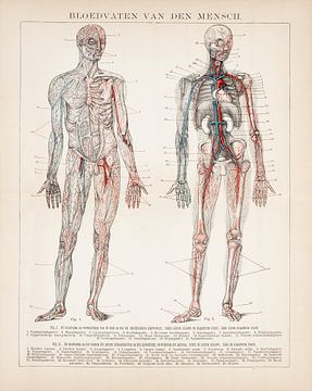 Anatomie. Menschliche Blutgefäße von Studio Wunderkammer