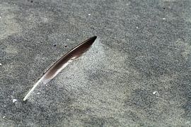 Studie: De Kaloot, Borssele - Zeeland van Patrice Domenique Troost