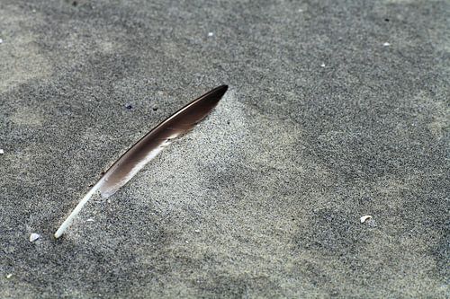 Studie: De Kaloot, Borssele - Zeeland