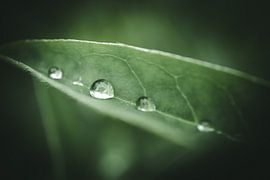 Drops in the fold of a leaf by Jan