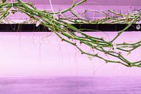 Vertical Agriculture