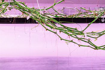 Vertikale Landwirtschaft