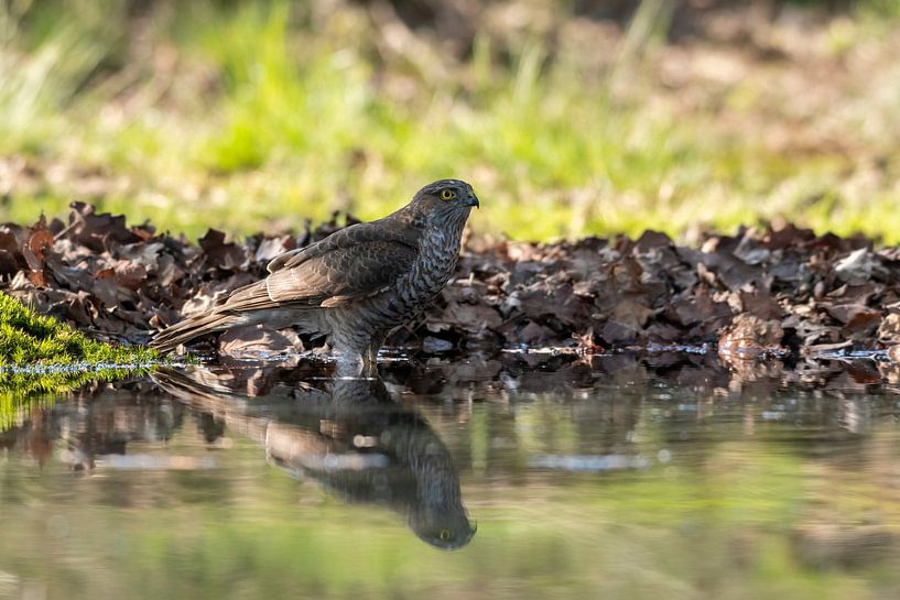 Sperwer in een plas water om te drinken en te badderen van Merijn Loch
