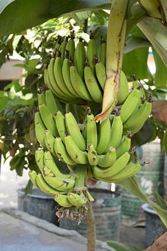 Bananenboom in Gambia van Osterhuis