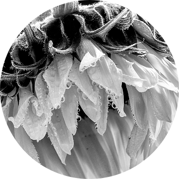 Zonnebloem in zwart wit van Julienne van Kempen