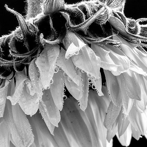 Sunflower in black and white
