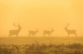 Fallow deer in the fog. by Corné Ouwehand