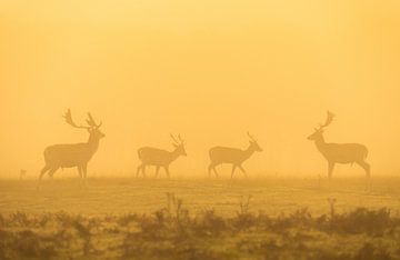 Damherten in de mist. van Corné Ouwehand