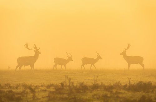 Damhirsch im Nebel.