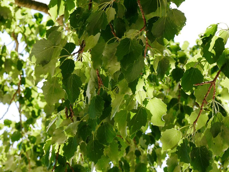greybeard leaf by Wim vd Neut