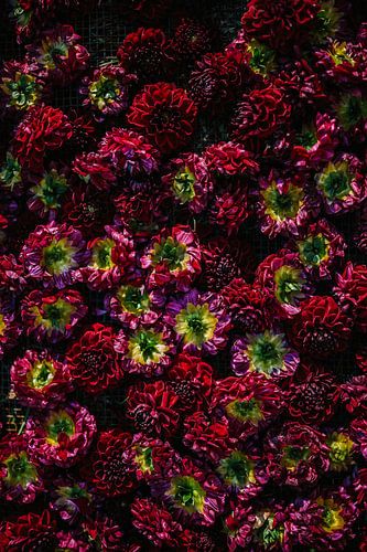 Dahlia's