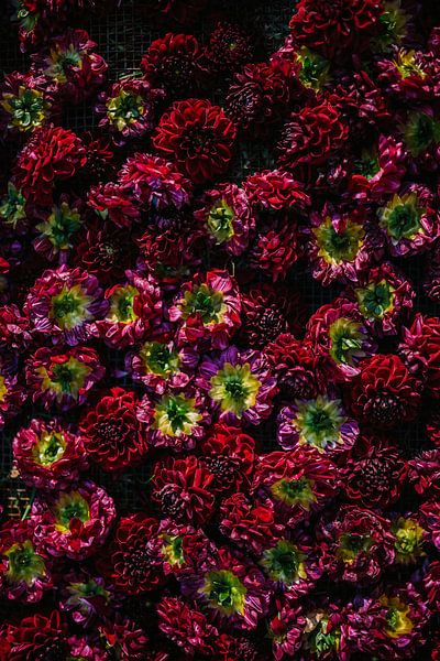Dahlia's par Wilko Visscher