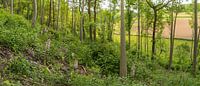 Hakhout met Purperorchis - Gerendal Zuid-Limburg