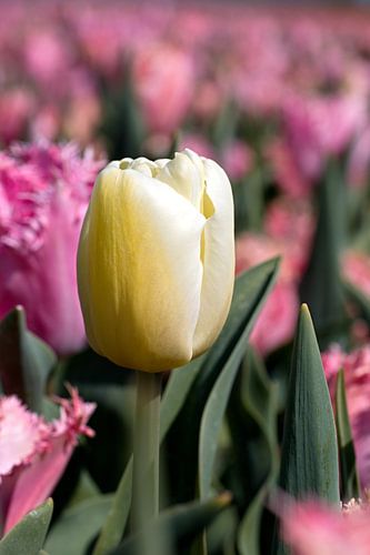 Gele tulpen in een roze tulpenveld met zachte pastel kleuren