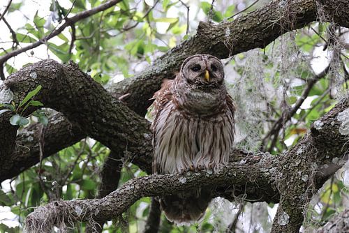 Barred Owl Florida USA