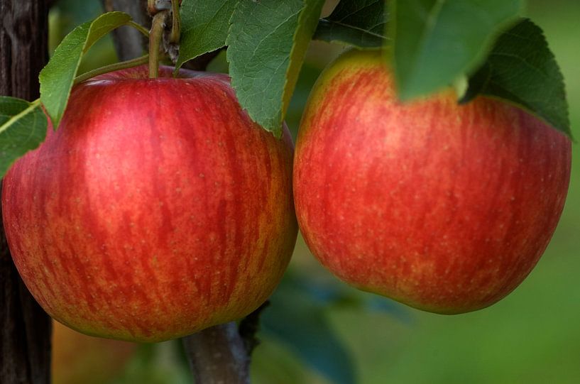 2 appels par George Burggraaff