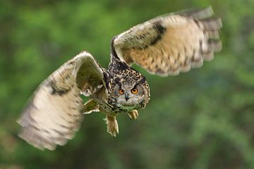 Eagle owl in flight by Jeroen Stel