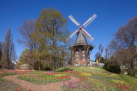 Wall mill, windmill, mill, flowers, Bremen, Germany, Europe by Torsten Krüger