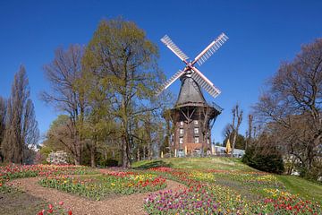 Moulin, moulin à vent, moulin, fleurs, Brême, Allemagne, Europe