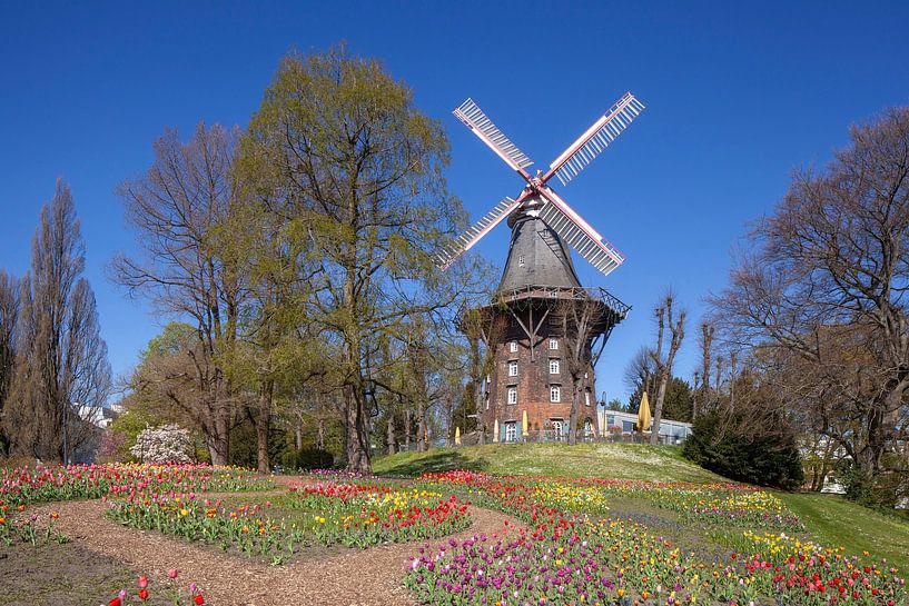 Wallmühle, Windmühle, Mühle, Blumen, Bremen, Deutschland, Europa von Torsten Krüger