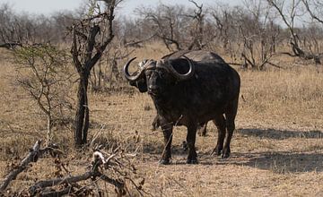 Buffalo South Africa by Eveline van Beusichem